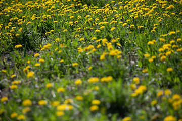 Dandelions in may in spring. Glade of dandelions view from the top. green spring background, positive and joy, spring meadow glade of yellow flowers. Dandelion wine