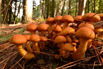 bunch of mushrooms growing in a brunch