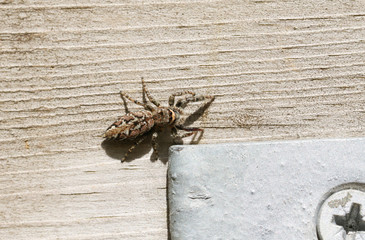 Wall Mural - A Fence-Post Jumping Spider, Marpissa muscosa, hunting for food on a wooden gate at the edge of woodland in spring.