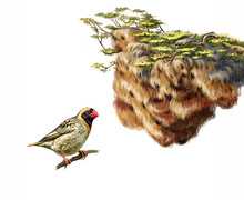 Sociable Weaver (Philetairus Socius) And Nest