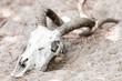 Close up of a white polished antelope skull with twisted horns lying on gray sand