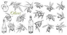 Olives And Oil Bottles Isolated Vector Sketch Icons. Branches, Leaves And Olive Fruits Engraved Symbols. Kitchen Oil Jug, Mediterranean Cuisine Seasonings Design Elements, Hand Drawn Vector Sketch