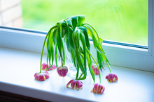 Wilted Died Tulips On The Windowsill On Hot Day