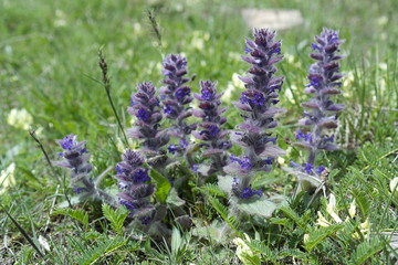 Pyramidal bugle is a perennial, herbaceous plant growing from about 5 to 20 cm (2 to 8 in) tall. At the base there is a rosette of stalked leaves which are significantly larger than the stem leaves. 