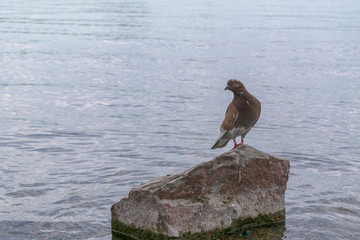 A brown dove sits on a stone. Around water. Head is turned and looks sideways. Beak, eyes. White spots on feathers.