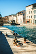 Female and male ducks drake walking on stone seafront near river in Isle sur la Sorgue village in Provence, France in sunny summer day with stone houses on background. Birds and wildlife concept