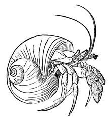 Wall Mural - Hermit Crab, vintage illustration.