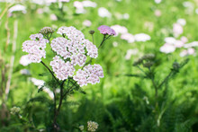 Achillea Millefolium. Milfoil Flowers In Meadow Macro Photo. Medical Herb, Achillea Millefolium