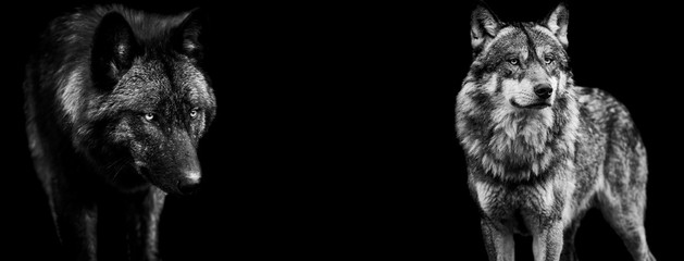 Template of grey wolf and black in B&W with black background