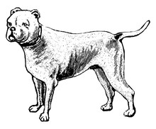 Dog, Vintage Illustration.