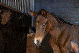 Fototapeta Konie - A portrait of a brown filly head, newborn in a horse box, is standing next to the mother