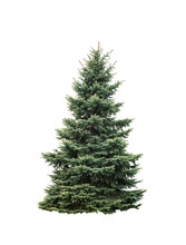 Big Green Fir Tree Isolated On White Background