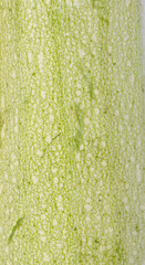 Wall Mural - Texture of green vegetable marrow