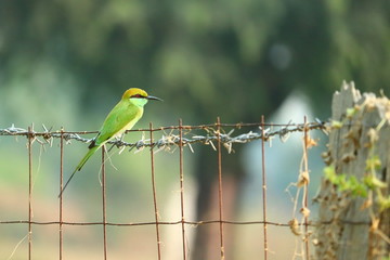 Wall Mural - a green bee eater perching on steel net at garden safety