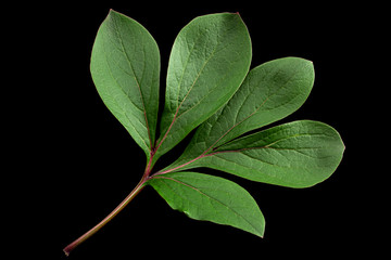 Peon flower leaf