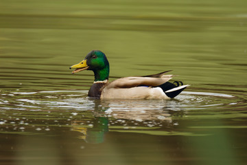 Waterfowl bird of mallard or river duck on the lake