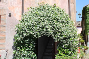 Wall Mural - old door in the garden