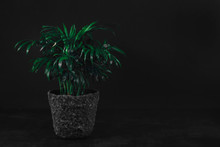 Front View Of Green Plant In Gray Stone Pot On Dark Textured Table In Front Of Dark Wall Background. Home Decoration, Side View, Low Key, Dark Photo. Home Garden, Decorative Indoor Evergreen Plant