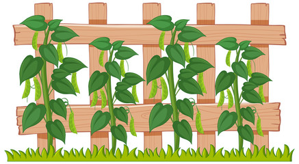 Poster - Green peas growing in the garden