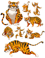 Sticker - Set of tiger character