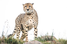 Radio Collared Male Cheetah