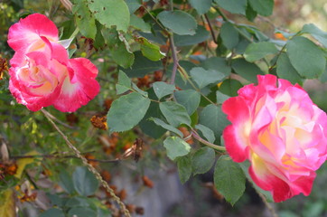 pink rose bush