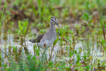 Poster - Wood Sandpiper (Tringa glareola) bird in the natural habitat.