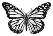 Monarch Butterfly, vintage illustration.