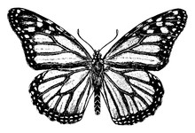 Monarch Butterfly, Vintage Illustration.