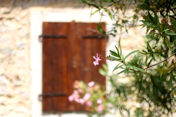 Pink oleander flowers and traditional Mediterranean window with wooden shutters, in Dalmatia region, Croatia. Selective focus.