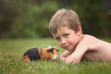 Boy With Animal Friend Guinea Pig Lying On The Grass