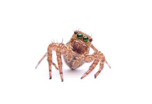 Jumping Spider Isolated On White Background.