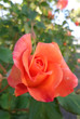 Róża Rosmary Harkness
