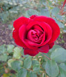 Ciemniczerwona róża Kordes