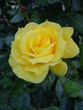 Żółta róża Arthur Bell
