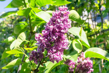 Abstract colorful nature spring background with closeup view of Common Lilac Charles Joly Syringa vulgaris in a garden in Netherlands.