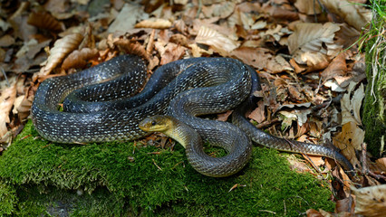 Sticker - Äskulapnatter (Zamenis longissimus) - Aesculapian snake 