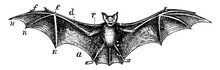 bat-vintage-art-free-stock-photo-public-domain-pictures