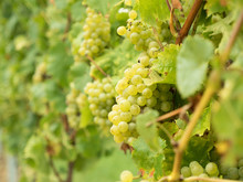 German vineyard with harvest ripe white wine grapes of the vine variety riesling with defocused background on a sunny autumn day.