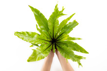 Top View, Female Hands Holing A Pot Of Fern Asplenium Nidus Isolated On White Background, Tropical Houseplant