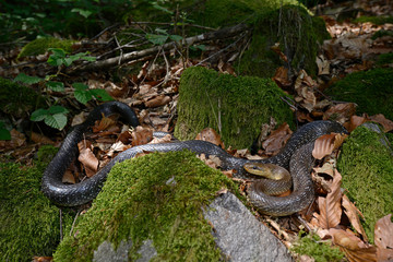 Sticker - Äskulapnatter (Zamenis longissimus) - Aesculapian snake 