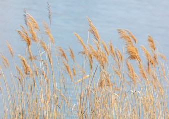 Naklejka na meble The reeds on the lake.