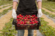 Crop farmer showing harvested strawberries