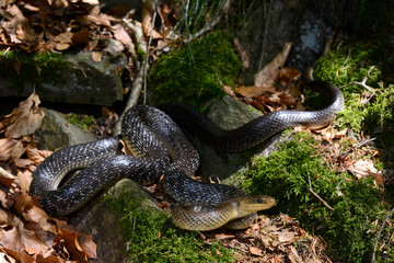 Sticker - Äskulapnatter / Aesculapian snake (Zamenis longissimus) 