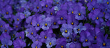 violet flowers pansies Viola ×wittrockiana Gams with yellow ovary
