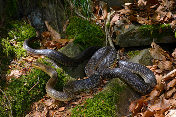 Sticker - Aesculapian snake / Äskulapnatter (Zamenis longissimus), Germany / Deutschland