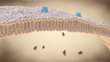 Cell membrane - lipid bi-layer