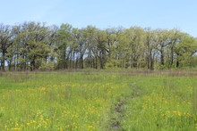 Meadow In Spring With Butterweed Flowers With Oak Trees In The Background At Somme Prairie Nature Preserve In Northbrook, Illinois