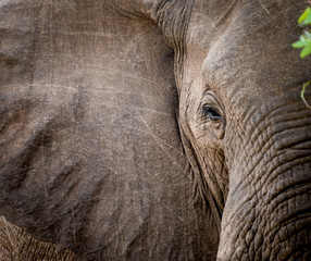 Wall Mural - Elephant close up in Kruger National Park, South Africa (D.O.)