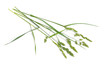 Dactylis glomerata, also known as cock's-foot, orchard grass or cat grass. Isolated.